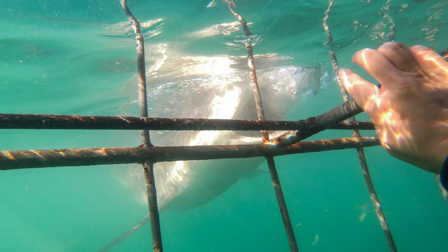 激安価額 Jaws B.B.N サメフィン 鮫フィン bonbonero ボンボネロ